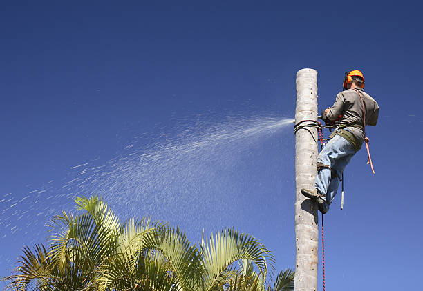 How Our Tree Care Process Works  in  Hominy, OK